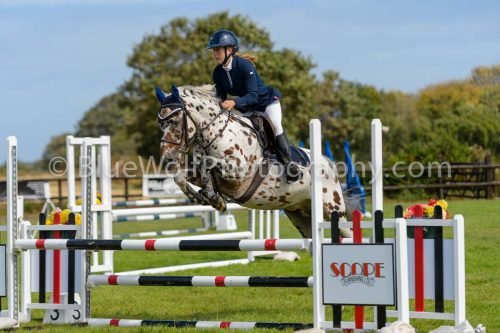 HOYS26-537