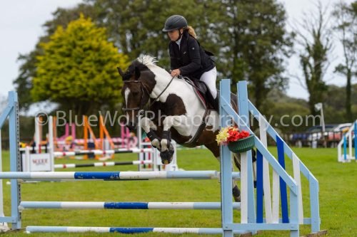 HOYS26-561