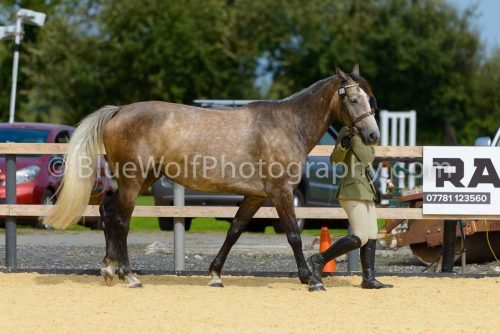 HOYS26-58