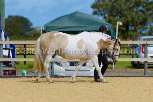 HOYS26-374