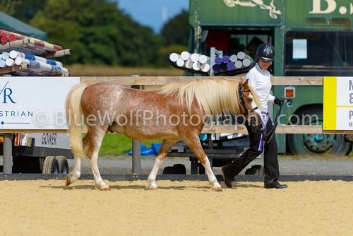 HOYS26-376