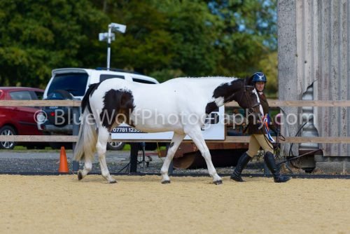 HOYS26-379