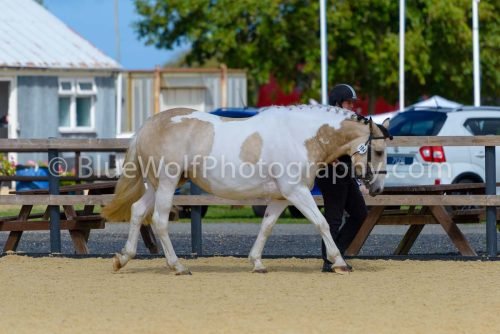 HOYS26-380