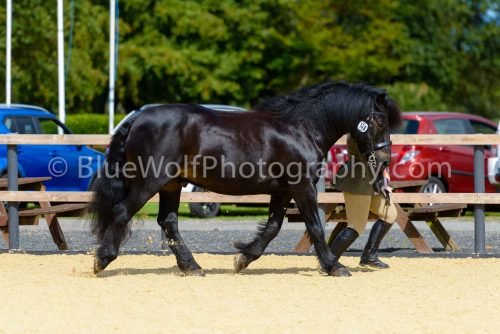 HOYS26-382