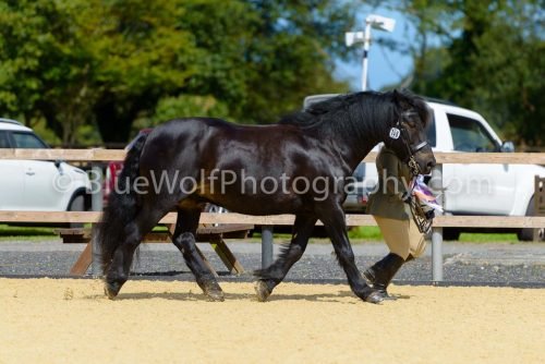 HOYS26-383