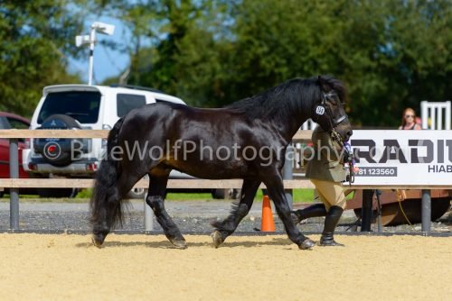 HOYS26-384