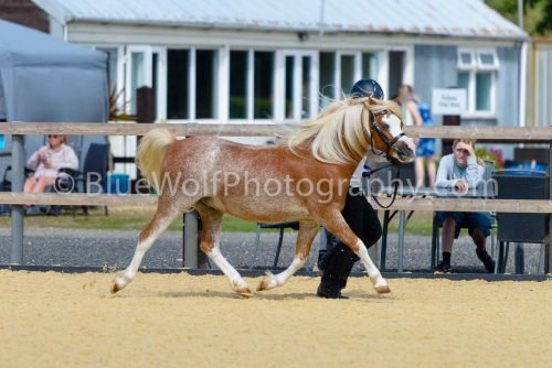 HOYS26-385
