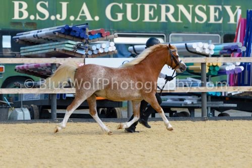 HOYS26-386