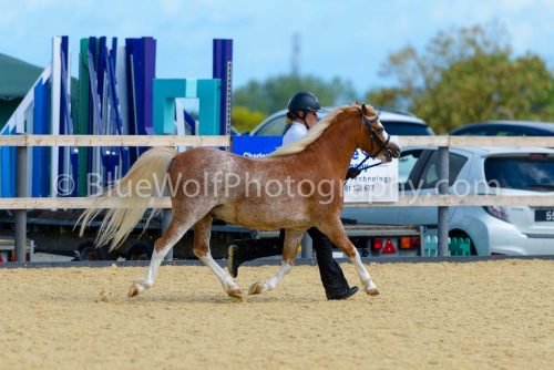 HOYS26-387