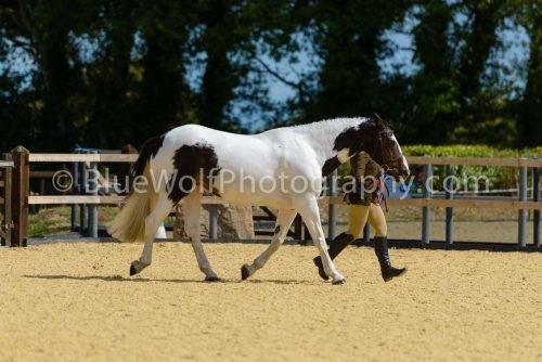 HOYS26-392