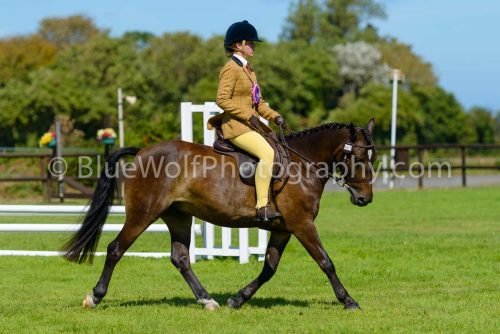 HOYS26-437