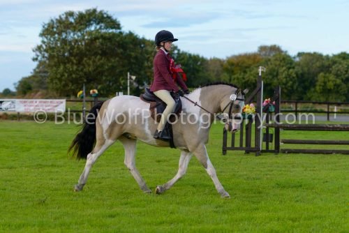 HOYS26-499